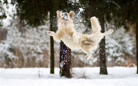 jumping in the snow - Dogs Wallpaper | Snow dogs, Dog christmas ...