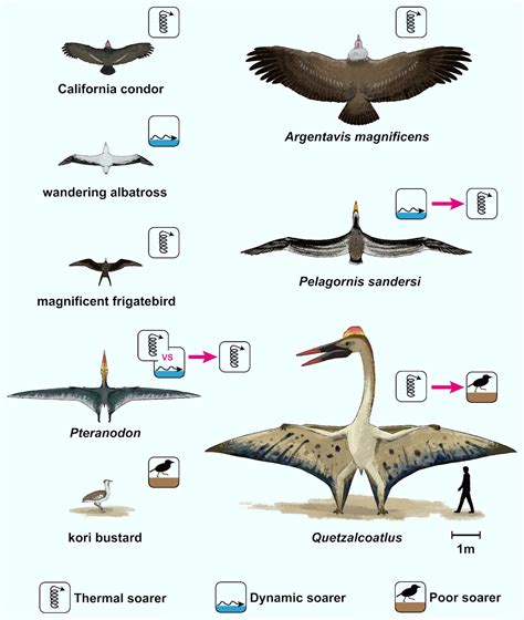 Quetzalcoatlus and Other Giant Pterosaurs were Short-Range Flyers, Study Suggests | Sci.News