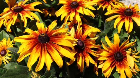 The Beauty of Rudbeckia Flowers | Pinder's Nursery | Blog