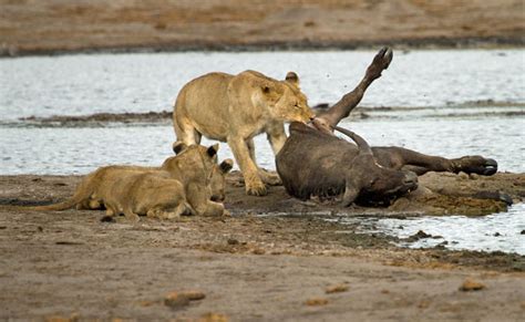 Dramatic video of hyenas attacking a lion in Hwange - Africa Geographic