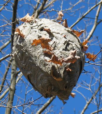 A Wasp Nest to Take Home | Audubon