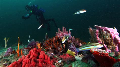 Diving at Gray's Reef | Gray's Reef National Marine Sanctuary