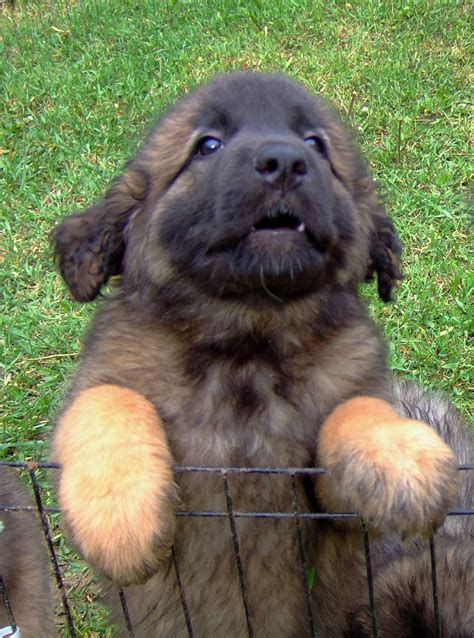 BC Leonberger Puppies 2010 - a photo on Flickriver