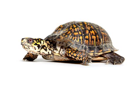 Download wallpapers turtle, reptile, wildlife, white background, large ...