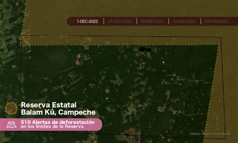 Illegal settlements, hunting and logging threaten a state reserve in Mexico - Ultimate Pet WebSite