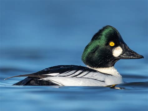 Common Goldeneye - eBird