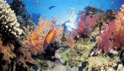 Examples of Vertebrates & Invertebrates in Coral Reefs | Animals - mom.me