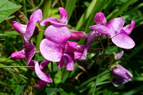 Lathyrus latifolius - Wildflowers of the National Capital Region