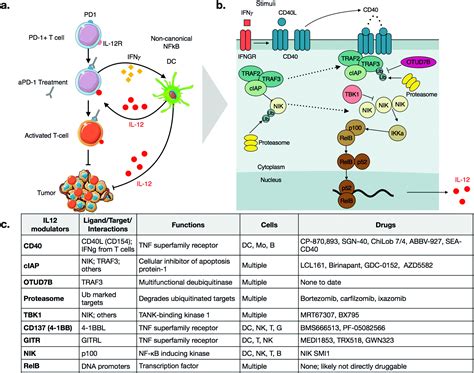 The chemical biology of IL-12 production via the non-canonical NFkB ...