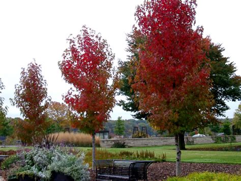 Fall color: It’s show time in Michigan! - MSU Extension