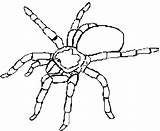 Normal Tarantula Spider coloring Page  Download Print Or Color Online sketch template