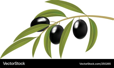 Olive branch Royalty Free Vector Image - VectorStock