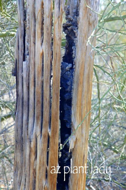 Skeletons in the Desert - Birds and Blooms