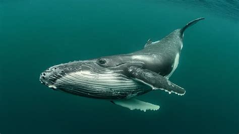 HD wallpaper: whale, humpback whale, animals | Wallpaper Flare