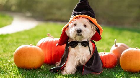 Super Cute Dogs Cats Dress Up Halloween Funny Costume Doctor Small Give you more choice Promote ...