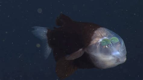 Barreleye Fish: Green eyes, transparent head.. Fish or alien ...