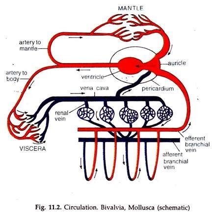 Diagram of the Circulatory System in Invertebrates | Zoology