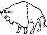 Bison 2 Coloring Page  Free Printable Pages For Kids sketch template