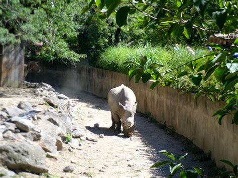 Zoo life of a Rhino | Smithsonian Photo Contest | Smithsonian Magazine