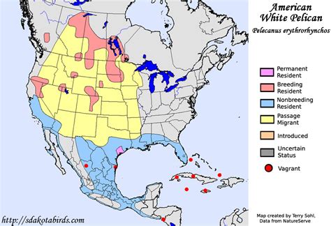 American White Pelican - Species Range Map