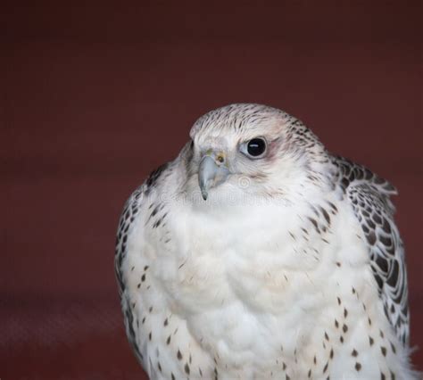 Peregrine Falcon, The Fastest Bird Stock Image - Image of feather ...