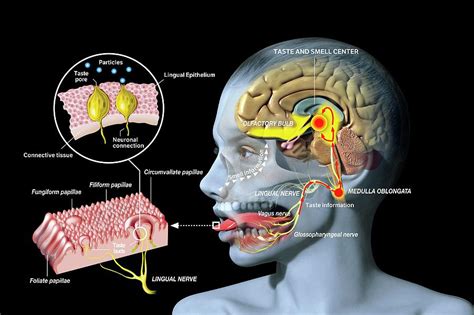 Taste And Smell Physiology Photograph by Jose Antonio Penas/science Photo Library - Fine Art America