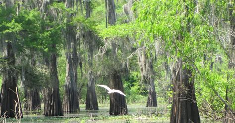 Louisiana: Cajun Country