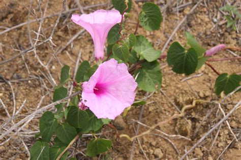 Ipomoea L. | Plants of the World Online | Kew Science