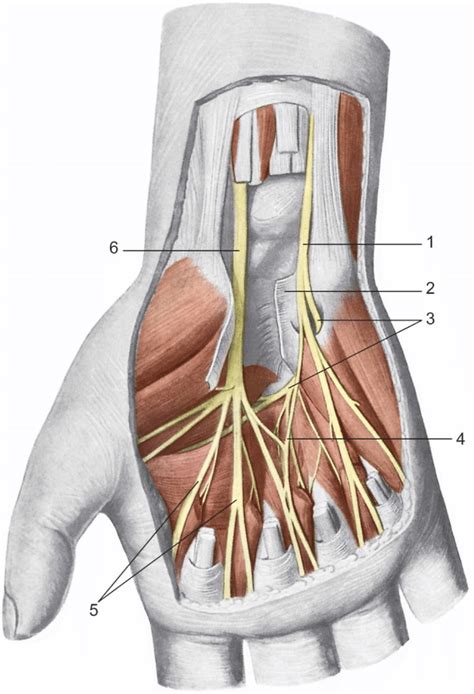 Ulnar Nerve Ulnar Nerve Hand Therapy Median Nerve | Images and Photos finder