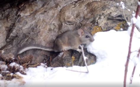 WILD WEDNESDAY: B.C.’s bushy tailed woodrat gets a close-up | iNFOnews | Thompson-Okanagan's ...