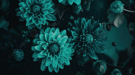 Black Flower Backdrop With Teal Flowers Background, Teal Aesthetic ...