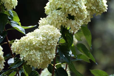 Trees and Flowers in Greenville SC