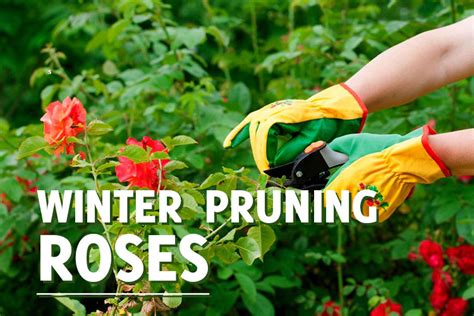 Winter Pruning Roses - Everything You Need to Know - GardenHugs.com