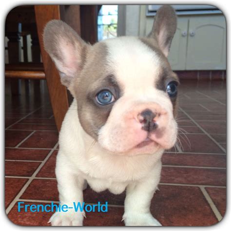 Do French Bulldogs Have Blue Eyes