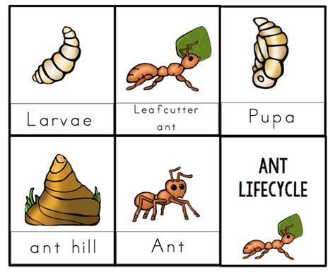 Ant Lifecycle Printable 2 ~ Preschool Printables | Insects preschool ...