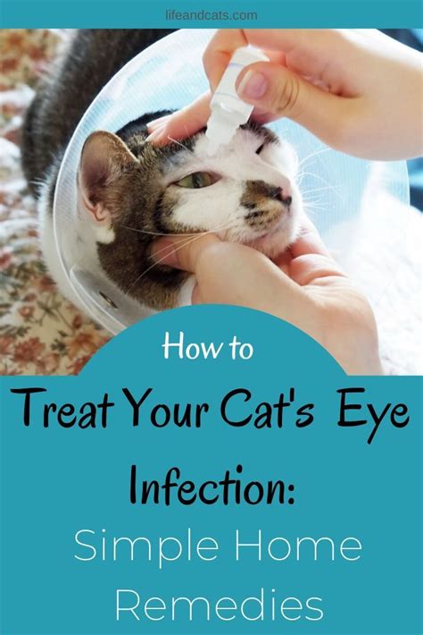 Keep Your Cat's Beautiful Eyes Clean and Healthy | Cat eye infection ...