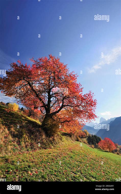 Cherry tree in autumn colours in the sunlight, valley of Groeden ...