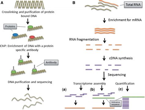 Next-generation sequencing technologies and their impact on microbial ...