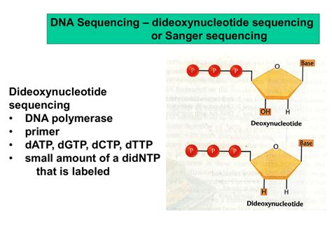 dideoxynucleotide sequencing DNA Sequencing or Sanger sequencing Dideoxynucleotide