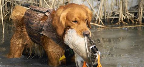 Can Retriever Hunt