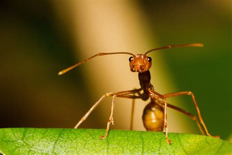 Dev Wijewardane Photography: Weaver Ant - Colombo, Sri Lanka