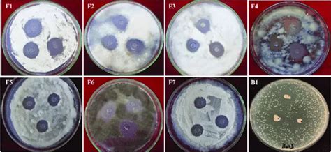 Bacillus Amyloliquefacien | Beneficial Bacteria For Plants | Novobac