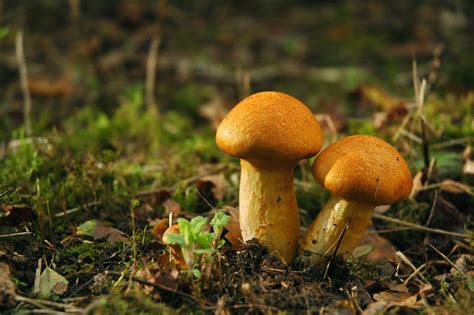 File:Mushrooms of some sort.jpg - Wikipedia