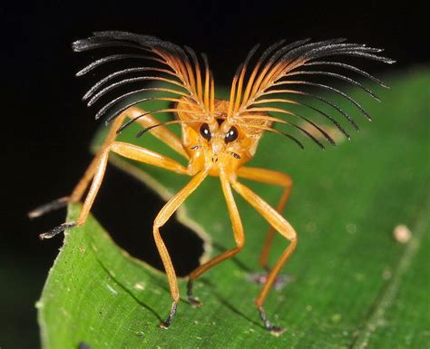 Fancy | Weird and wonderful creatures | Weird insects, Rainforest ...