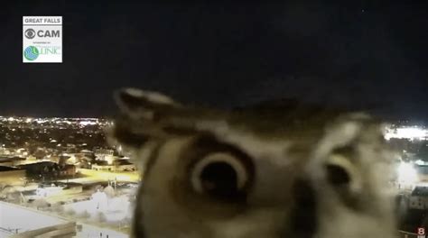 Owl inspects camera, becomes internet sensation | Digital Camera World