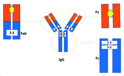 Antibody Fc