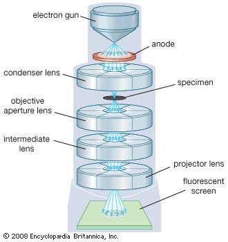 Transmission electron microscope (TEM) | Britannica
