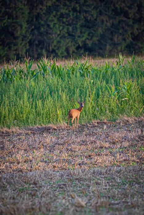 61 BEST Tips How To Bait Deer With Corn (Easy)