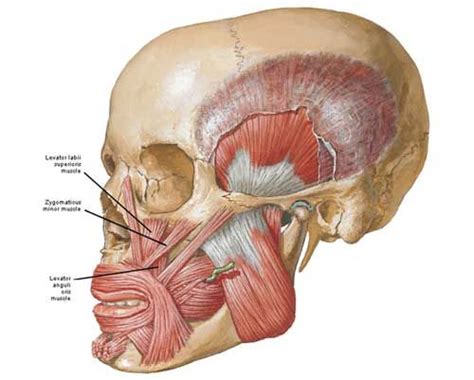 zygomaticus origin and insertion - Google 검색 | Muscle anatomy, Muscles ...