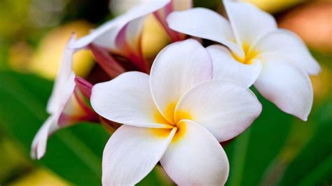 Hawaiian Flower Wallpapers - Wallpaper Cave